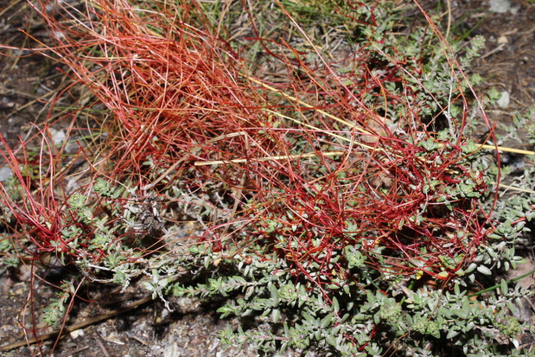 Cuscuta da determinare � 1